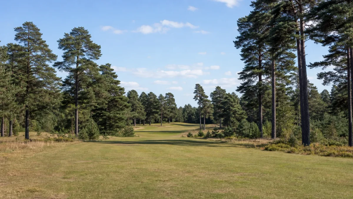Flack fairway på sandjord med öppen terräng och stora tallar